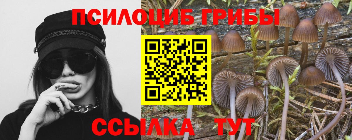 Курчалой  Псилоцибиновые грибы мицелий  Псилоцибиновые грибы прущие грибы  Вход с VPN 